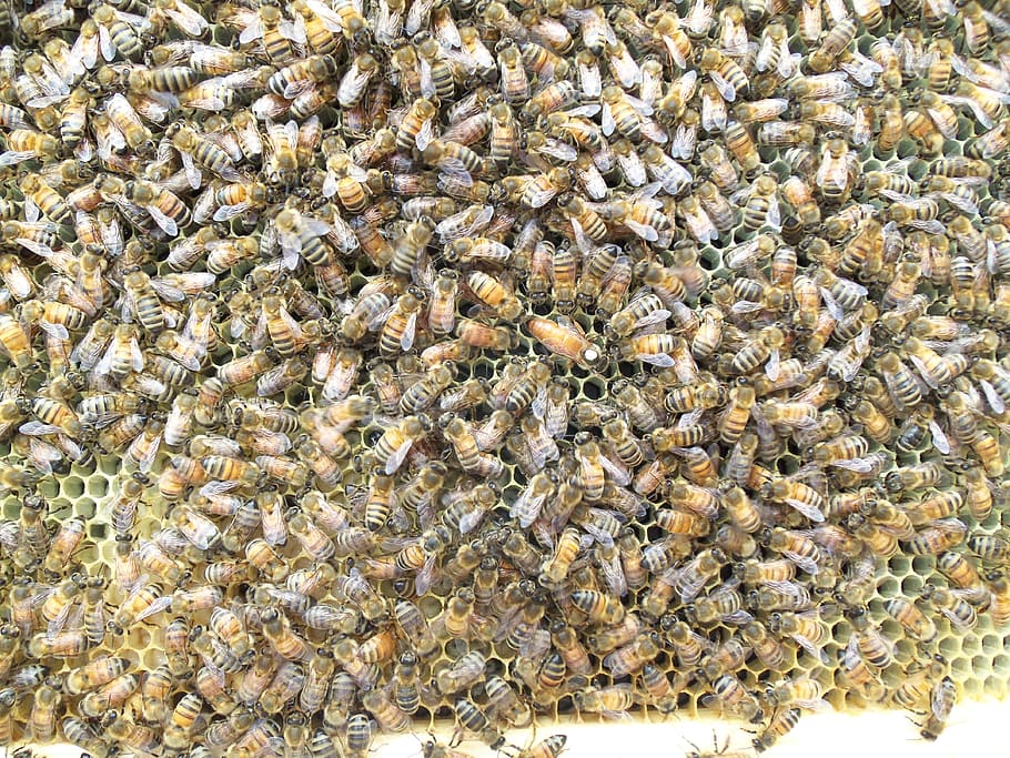 honey bee, queen bee, hive, comb, wax