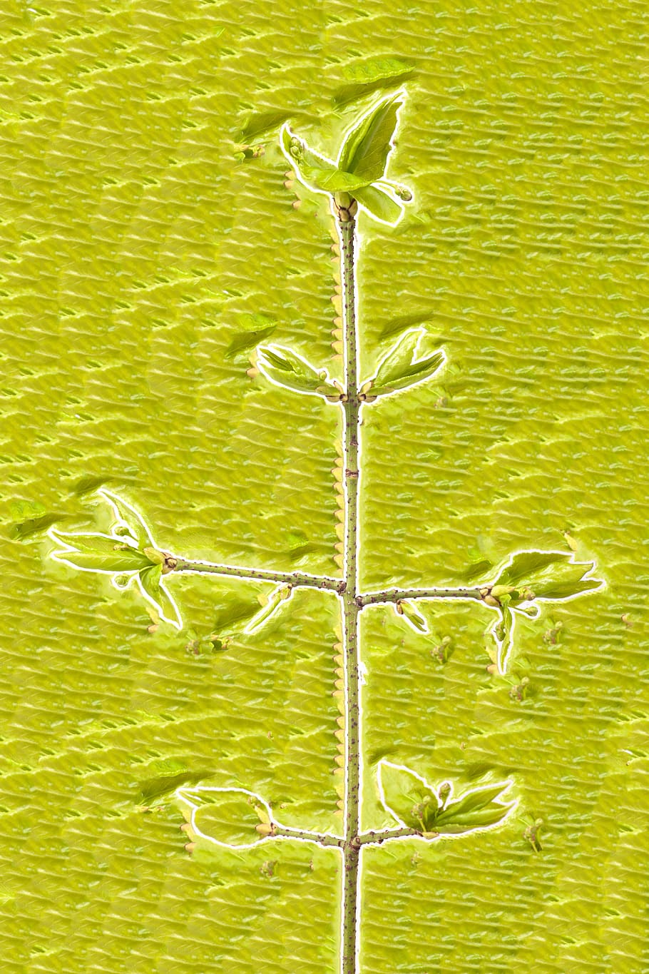 plant, background, green color, plant part, nature, beauty in nature HD wallpaper