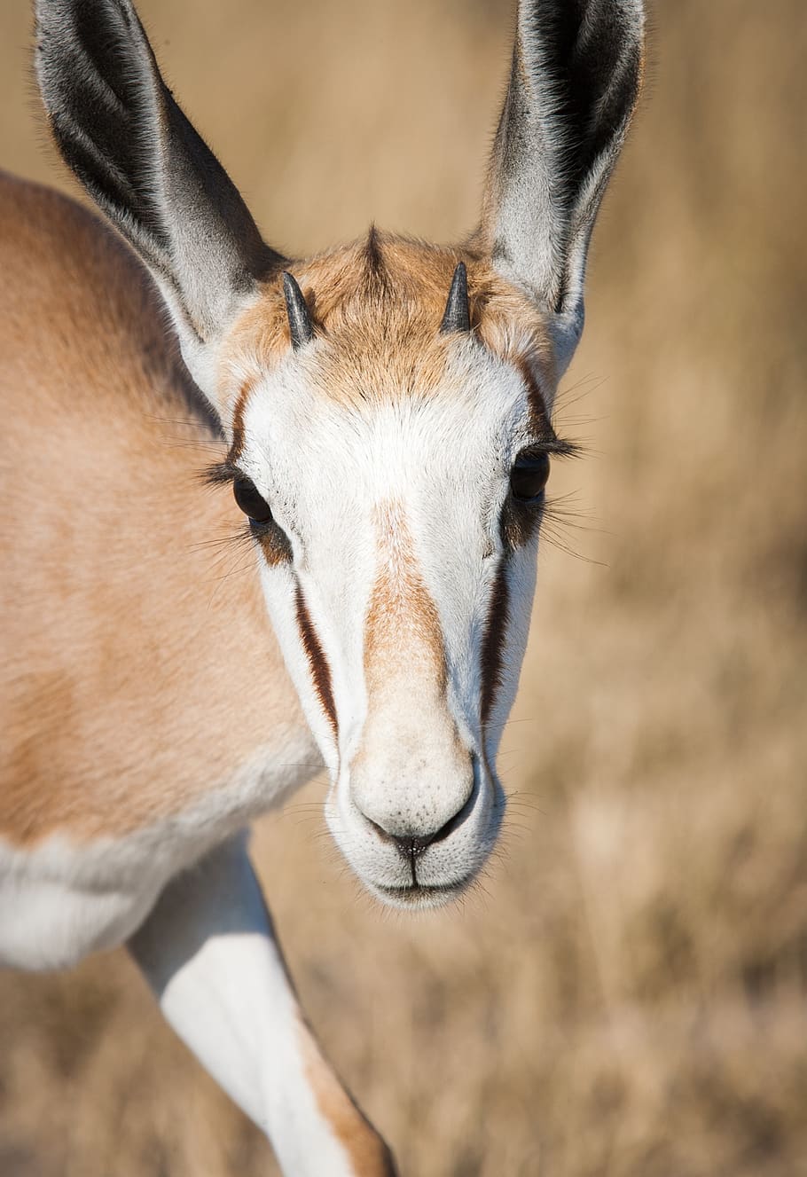 portrait of a springbuck, springbok, young, eyes, looking, face