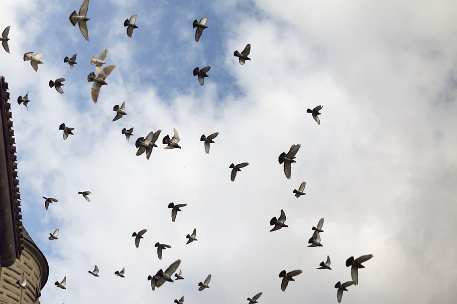 doves, castle, flight, sky, clouds, cloudy, animal wildlife HD wallpaper