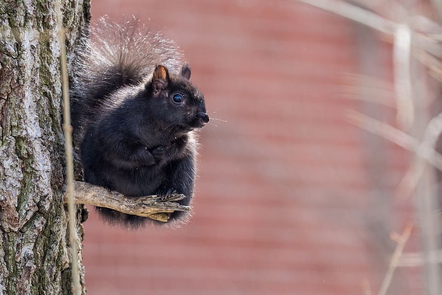 black squirrel on tree branch, animal, rodent, mammal, food, eating, HD wallpaper