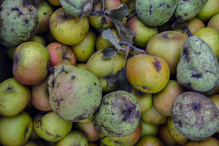 spain, burgos, pear, forest, autumn, healthy eating, food, food and drink, HD wallpaper