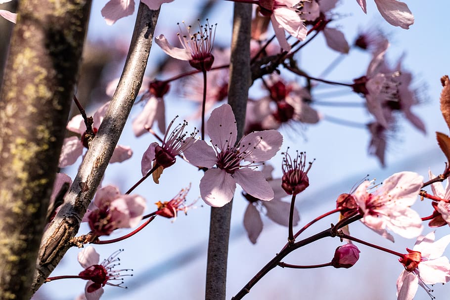 white petaled flower, plant, blossom, cherry blossom, pollen HD wallpaper