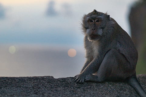 gray monkey sitting, animal, wildlife, mammal, baboon, ape, insect HD wallpaper