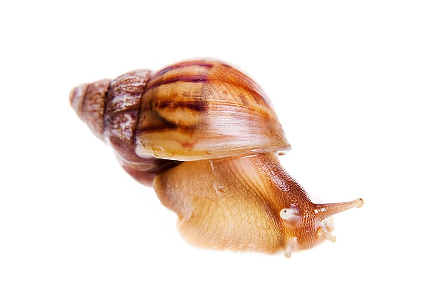 animal, antenna, brown, closeup, gastropoda, invertebrate, isolated