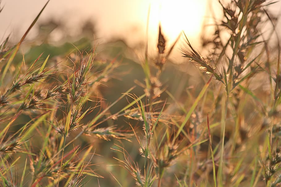 sunrise, golden, small tree, growth, plant, agriculture, field HD wallpaper