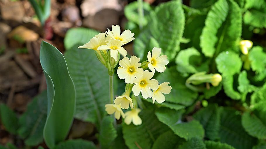 flower, yellow, nature, fresh, freshness, flowering plant, beauty in nature HD wallpaper