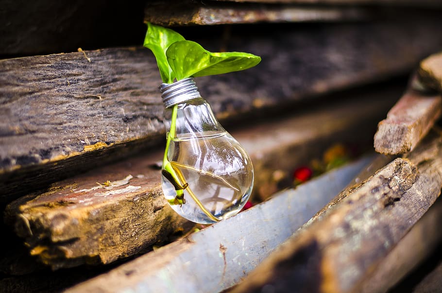bulb, light, recycle, water, green, leaves, leaf, nature, plant part HD wallpaper