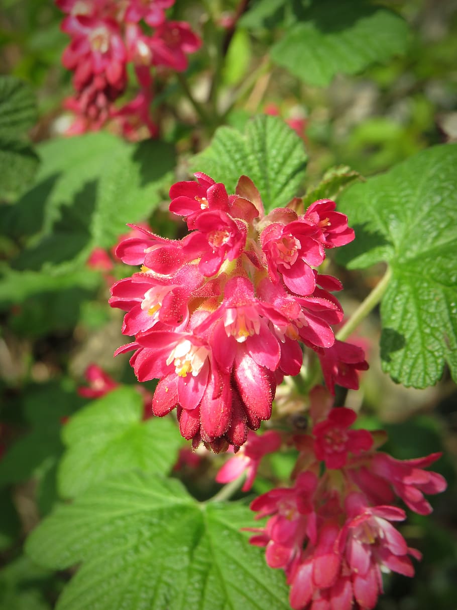 corpuscle, blossom, bloom, flowers, red, bush, plant, ornamental plant HD wallpaper