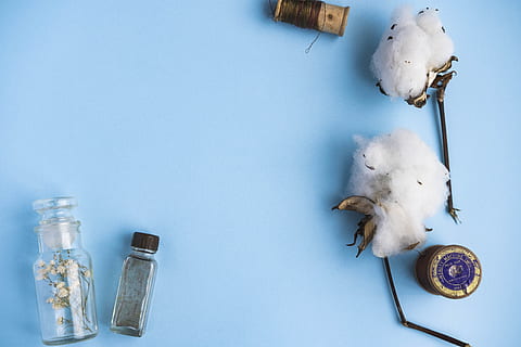 clear glass container on teal surface, bird, animal, cotton, nature HD wallpaper