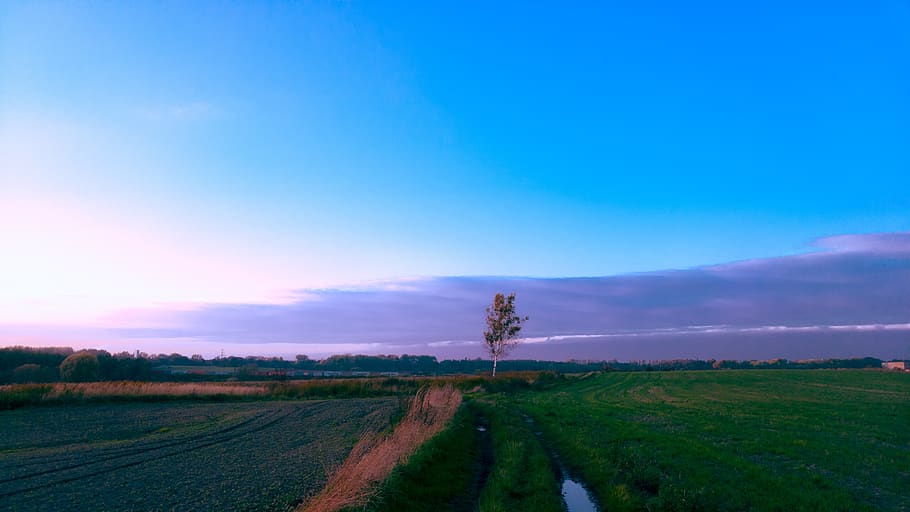 meadow, summer, tree, twilight, field, grass, landscape, sky HD wallpaper