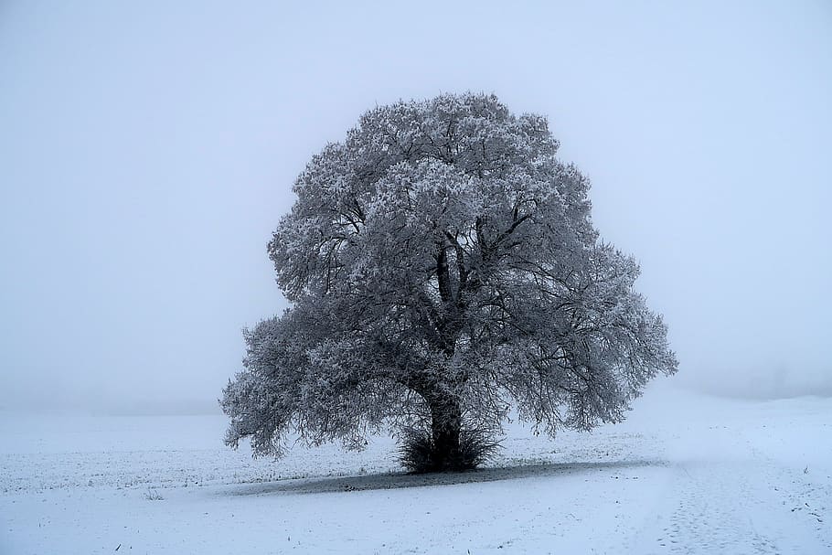 switzerland, tree, plant, cold temperature, winter, snow, nature HD wallpaper