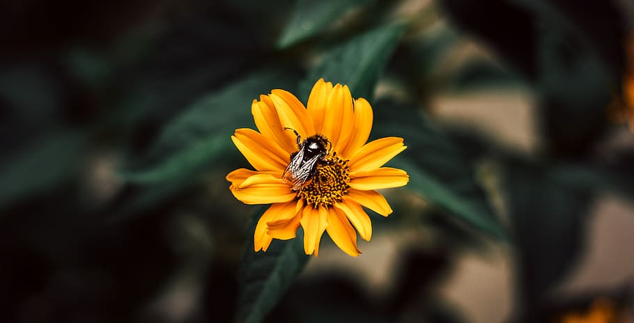 flower, bee, tree, cool, color, garden, summer, sun, sunny HD wallpaper