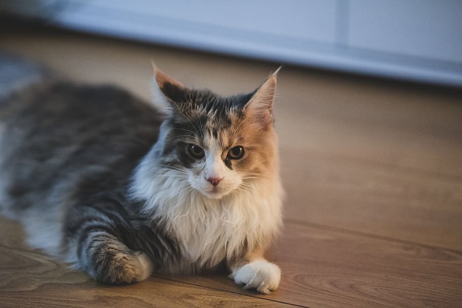 cat, maincoon, house, pet, animals, light, domestic, pets, one animal HD wallpaper