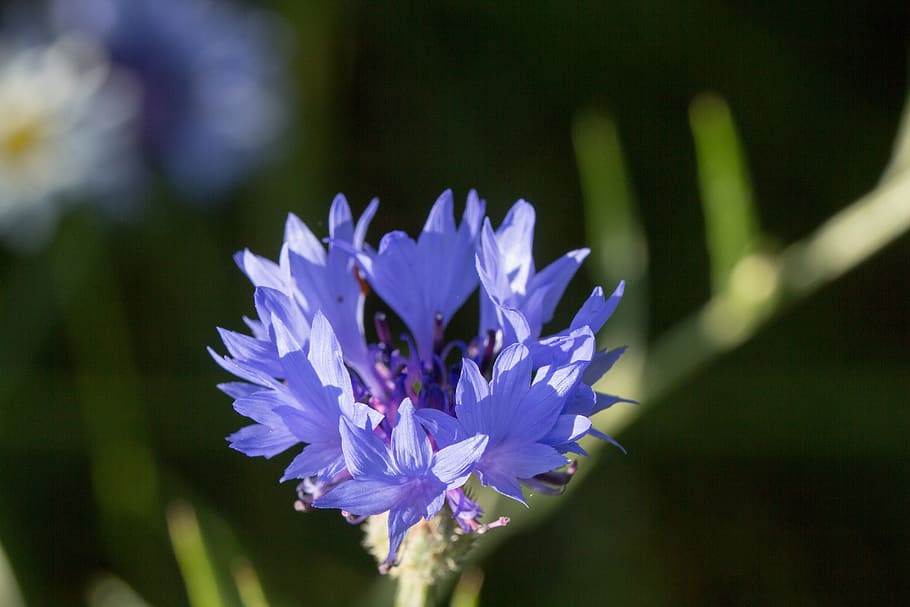 cornflower, blossom, bloom, nature, plant, background, meadow HD wallpaper