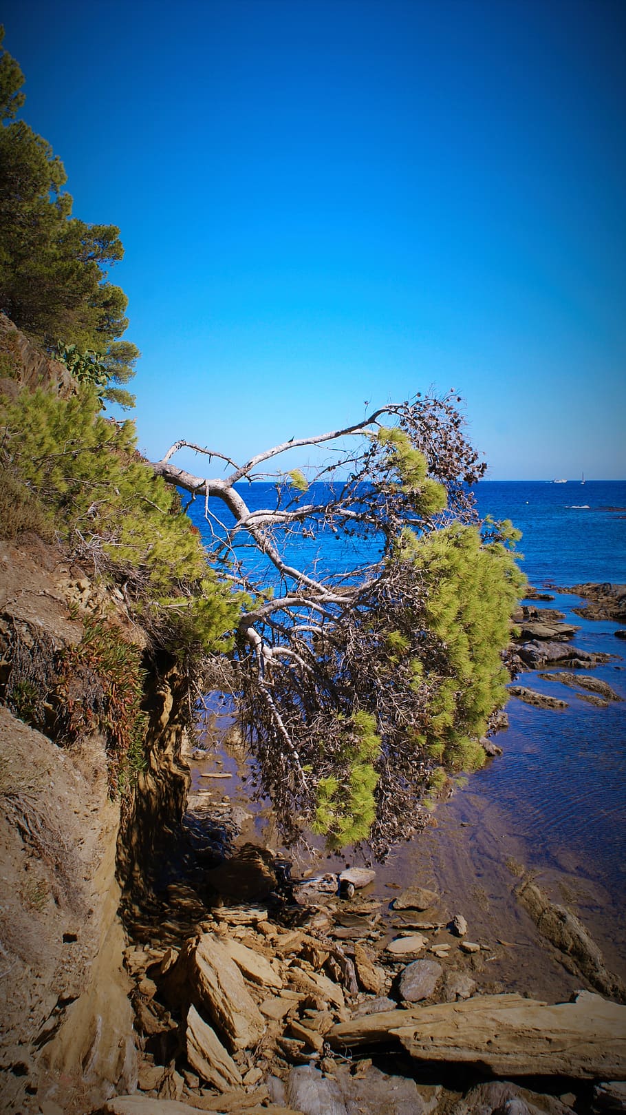 spain, cadaqués, trees, beach, plant, sky, nature, blue, beauty in nature HD wallpaper