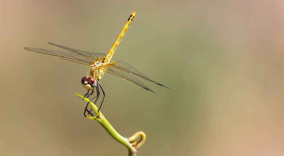 nature, dragonfly, insect, invertebrate, animal, animal themes HD wallpaper