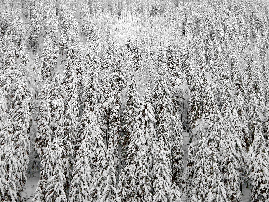 snow covered pine trees, winter, cold, frozen, forest, nature HD wallpaper