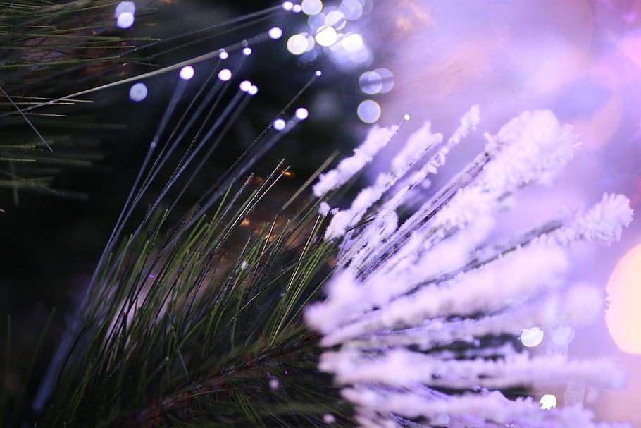 light, plant, tree, flare, santaland, north pole, light city HD wallpaper