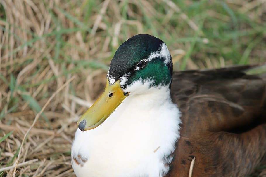 mallard drake locked up