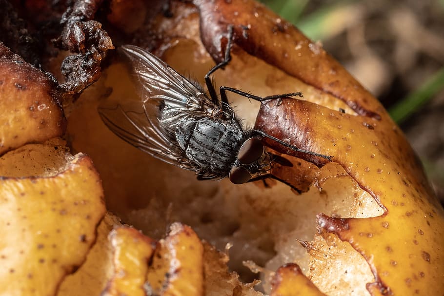 macro, insect, nature, close up, compound eyes, fly, insect macro, HD wallpaper