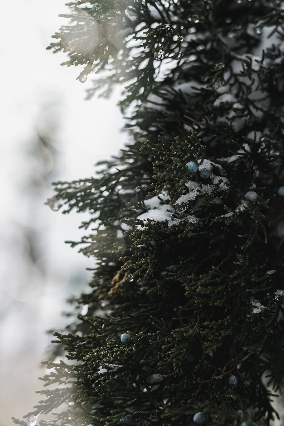 Christmas tree, plant, cold temperature, snow, winter, nature HD wallpaper