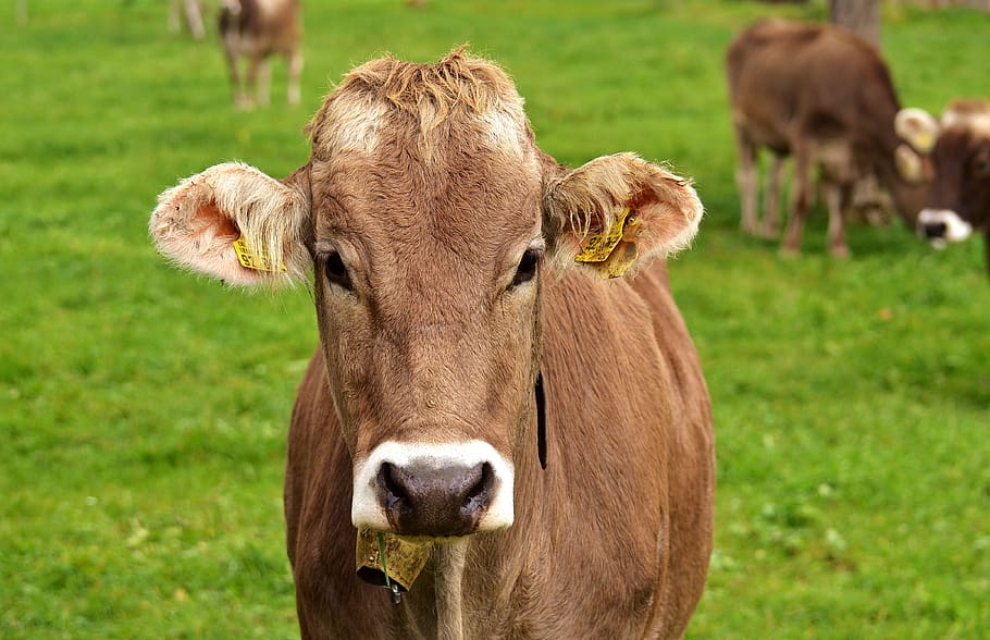 cow, allgäu, cows, cute, ruminant, dairy cattle, pasture, animal HD wallpaper