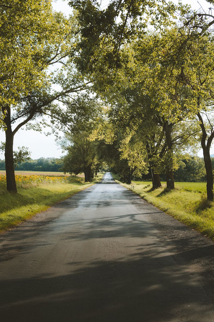 road between green trees during daytime, plant, direction, the way forward HD wallpaper