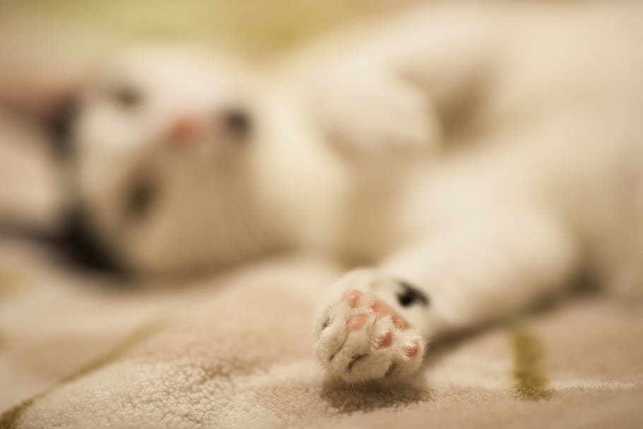 cat, beautiful, white, love, friend, animal, kitty, cute, pets, HD wallpaper