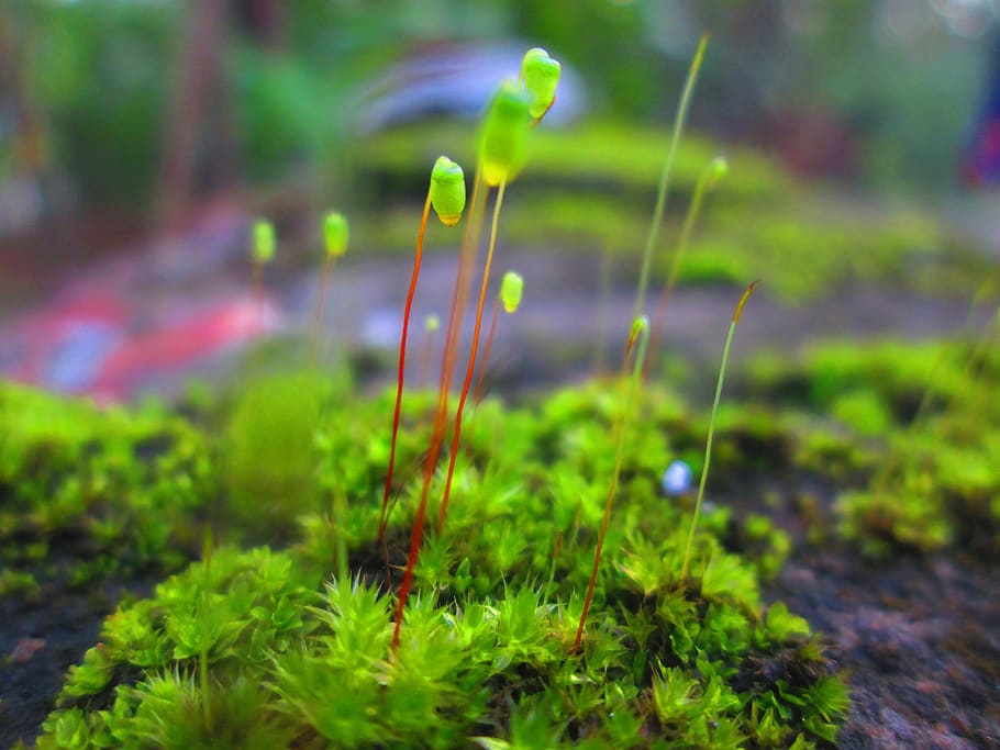green, nature, flowers, plant, growth, green color, no people HD wallpaper