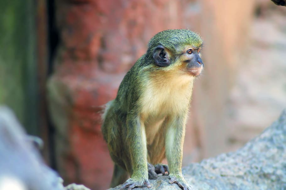 Brown Primate, animal, india, monkey, zoo, mammal, animal wildlife HD wallpaper