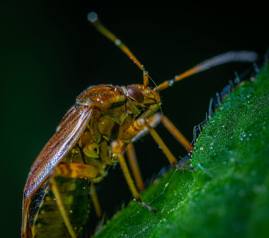 Macro Photography of Brown Beetle on Green Leaf, animal, antenna HD wallpaper