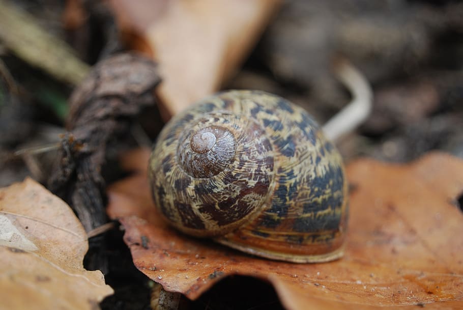 snail, shell, spiral, close-up, animal themes, animal wildlife HD wallpaper