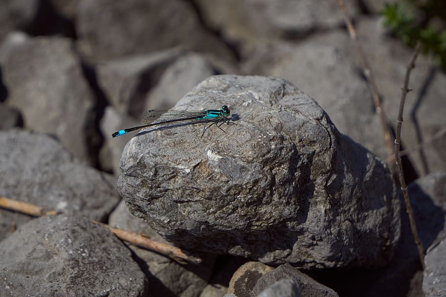 dragonfly, flying, insect, nature, wing, animal, animal world HD wallpaper
