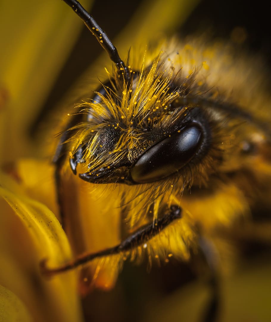 insect, bee, macro, pollen, portrait, invertebrate, animal wildlife HD wallpaper