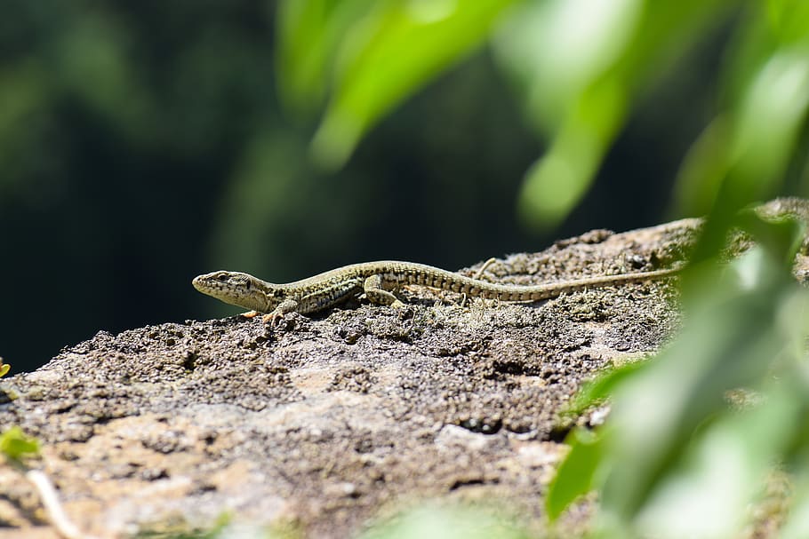 lizard, wall, wall lizard, reptile, stone, nature, small, animal world HD wallpaper