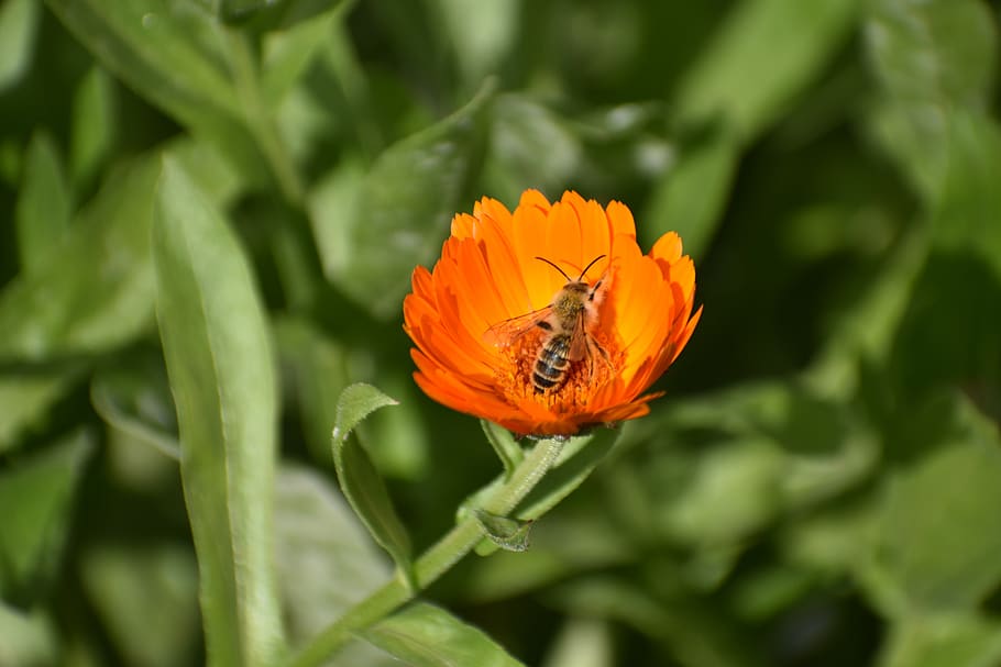 calendula, flower, orange, bee, bloom, nature, garden, petals HD wallpaper