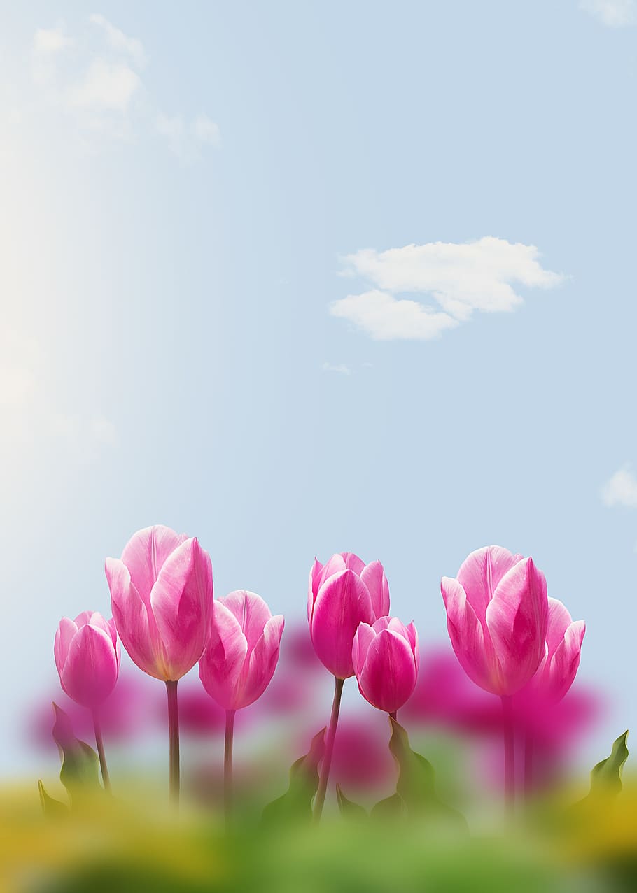 tulips, sky, flowers, spring, spring flowers, background, text dom HD wallpaper