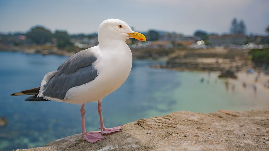 seagull, bird, beach, animal, nature, ocean, blue, animal themes, HD wallpaper