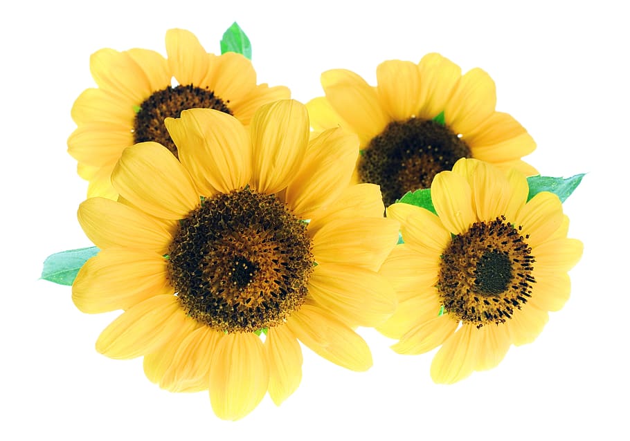 con2011, beautiful, bloom, blossom, bright, closeup, colorful HD wallpaper