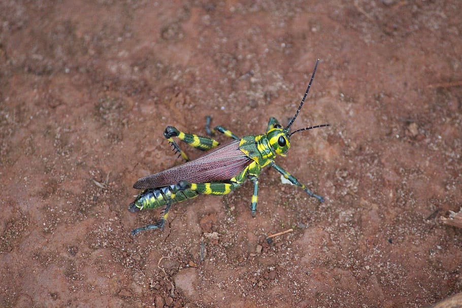 bug, insect, cricket, animal themes, one animal, invertebrate HD wallpaper