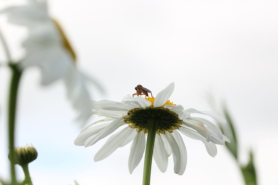 united kingdom, huddersfield, fly, flower, nature, insect, daisy, HD wallpaper