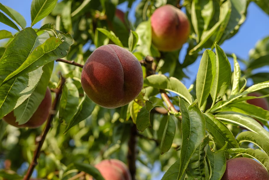 peaches, fruit, stone fruit, vitamins, healthy, sweet, sugar HD wallpaper
