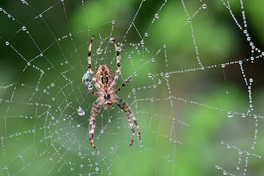 spider, cobweb, araneus, nature, macro, close up, dew, case HD wallpaper