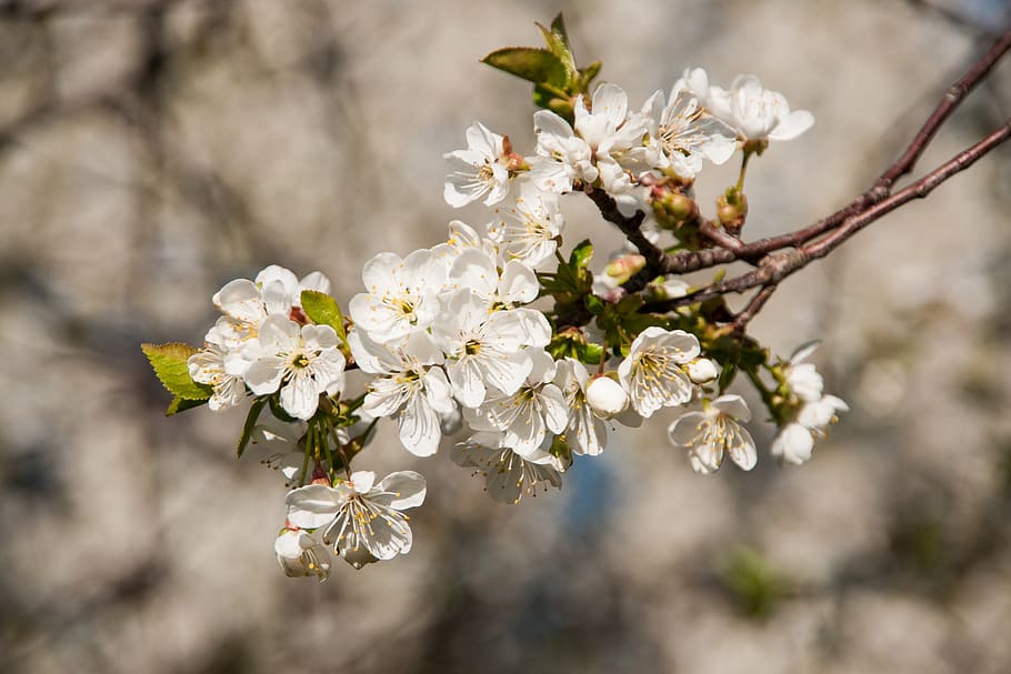 cherry, cherry blossom, branch, spring, tree, cherry tree, flowering twig HD wallpaper