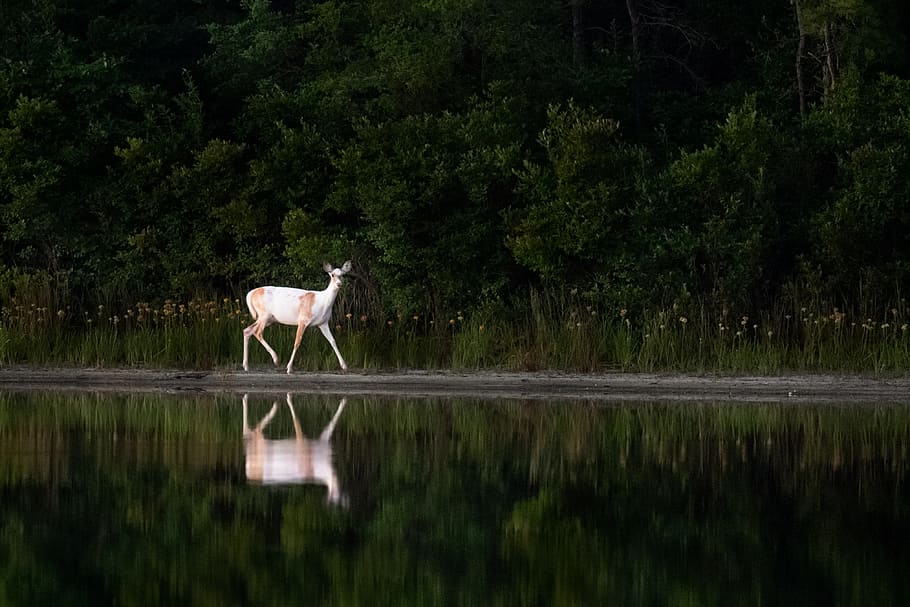 white and brown deer walking near body of water beside forest trees, HD wallpaper