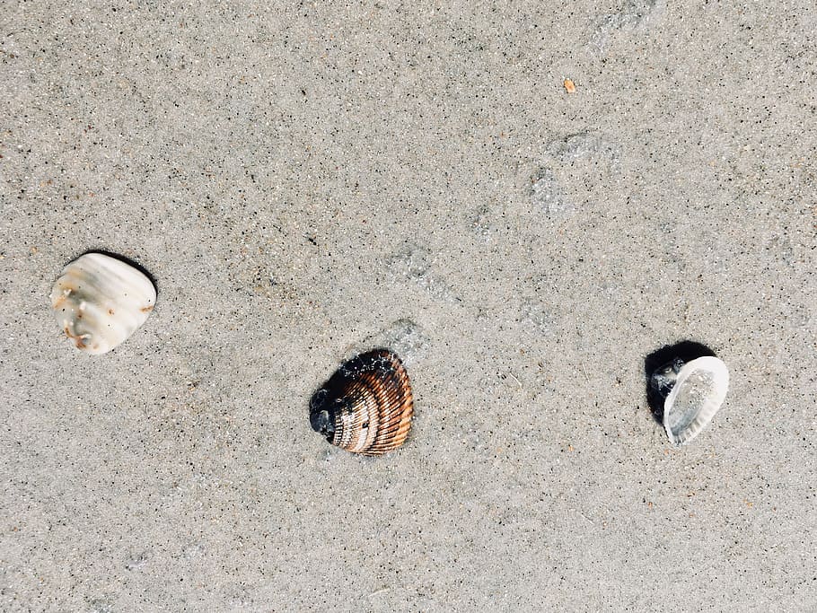 beach, summer, sea, animal, animal wildlife, sand, high angle view HD wallpaper
