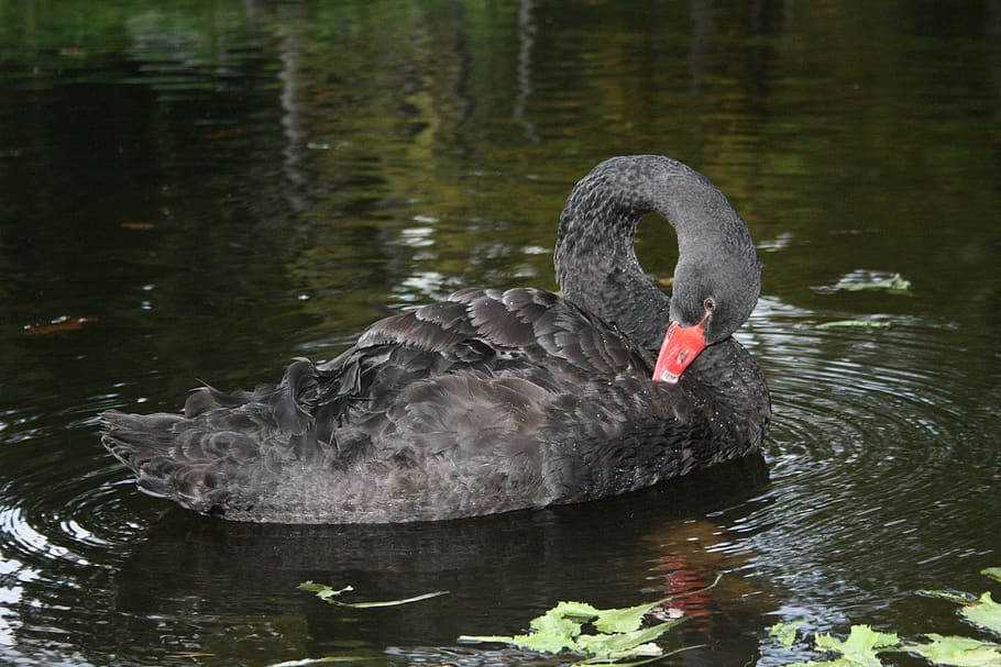 black, swan, nature, water, lake, animals in the wild, animal wildlife HD wallpaper