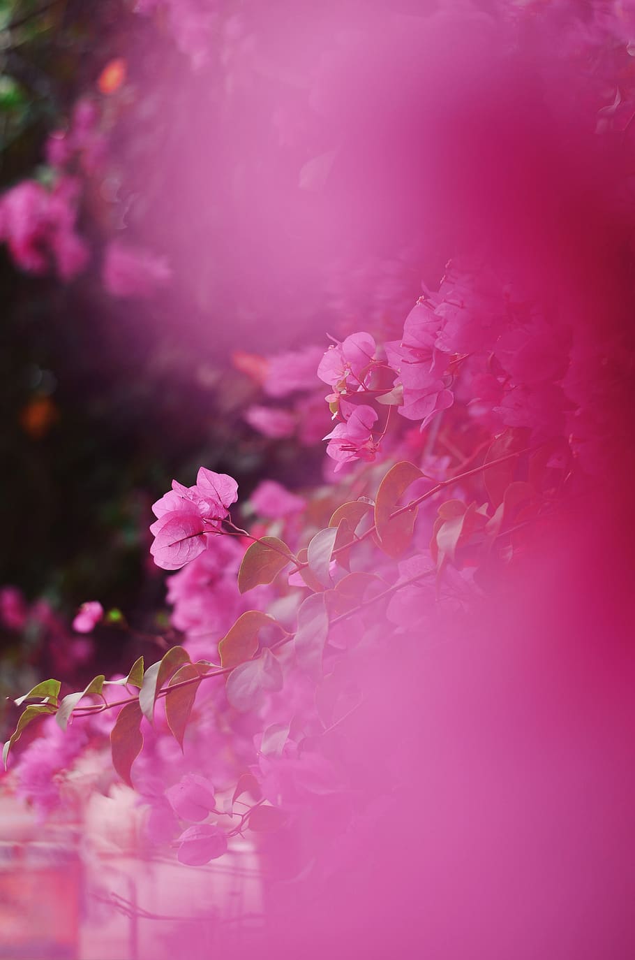 HD wallpaper: plant, flower, blossom, geranium, petal, spring, pink ...