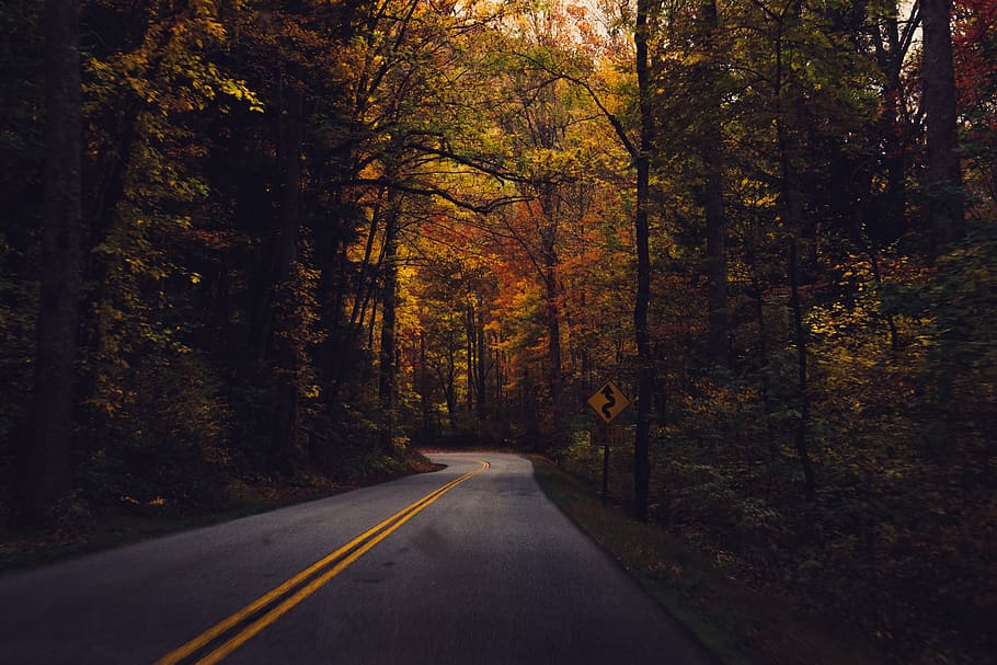 Online crop | HD wallpaper: country road, forest, rural, nature